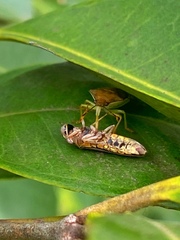 Supputius cincticeps