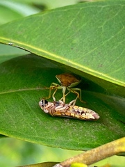 Supputius cincticeps