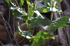 Verbesina rothrockii