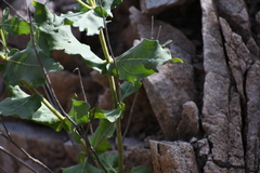 Verbesina rothrockii