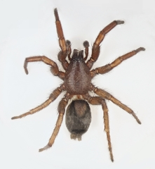 Scotophaeus scutulatus