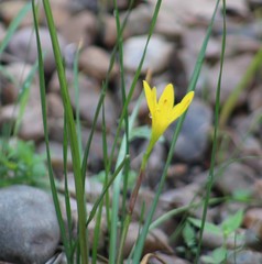 Zephyranthes citrina