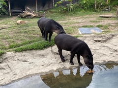 Tapirus