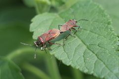 Acinocoris lunaris