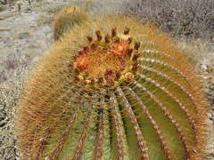 Ferocactus diguetii diguetii