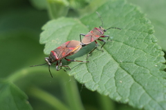 Acinocoris lunaris