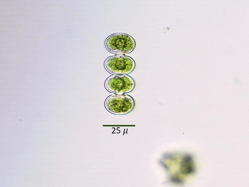 Cosmarium contractum — photo 1