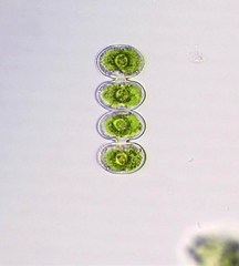 Cosmarium contractum