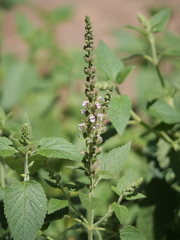 Teucrium vesicarium