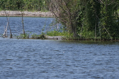 Caiman latirostris