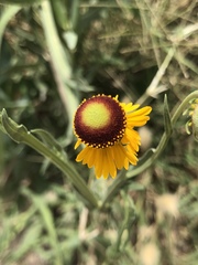 Helenium microcephalum