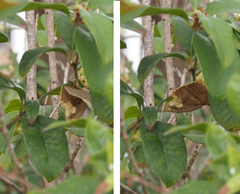 Pareumelea eugeniata