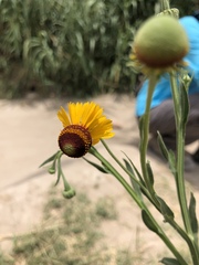 Helenium microcephalum