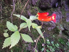 Achimenes heterophylla