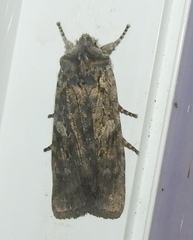 Lithophane antennata