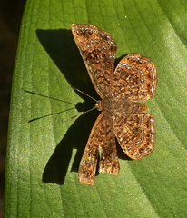 Calephelis braziliensis