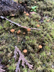 Galerina triscopa