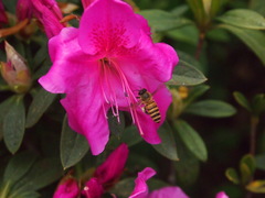 Rhododendron pulchrum phoeniceum