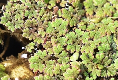 Azolla microphylla