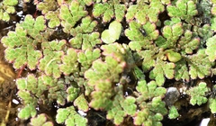 Azolla microphylla