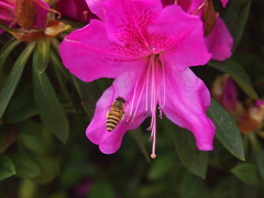 Rhododendron pulchrum phoeniceum