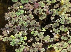 Azolla microphylla