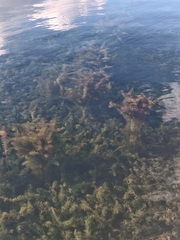 Egeria densa