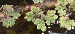 Azolla microphylla
