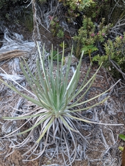 Argyroxiphium kauense