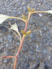Eucalyptus bridgesiana