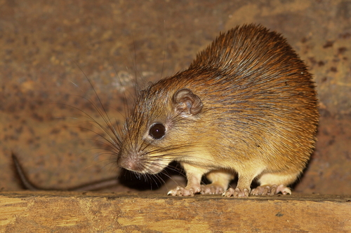 Ferreira's Spiny Tree Rat (Mesomys hispidus) — Least Concern Mammalia