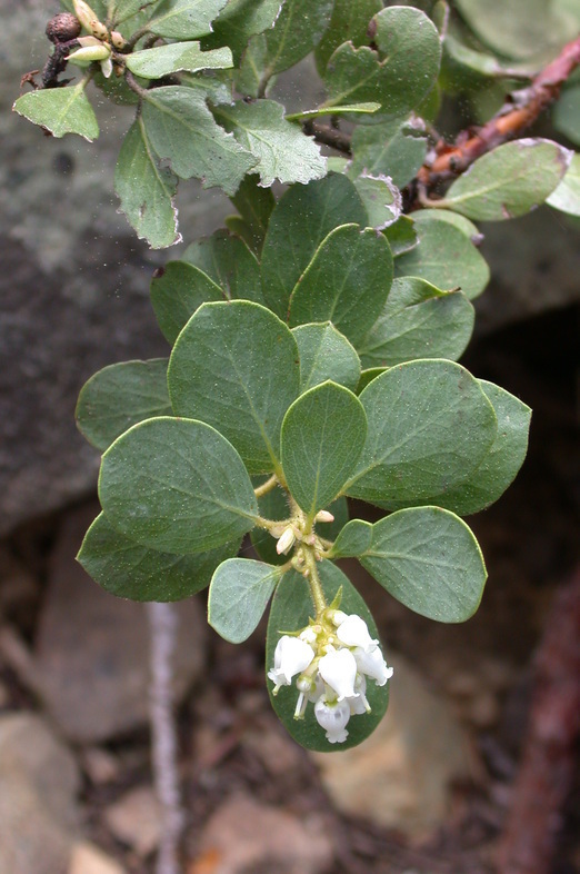 Arctostaphylos klamathensis