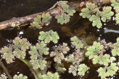 Azolla microphylla