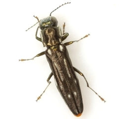 Agrilus limpiae