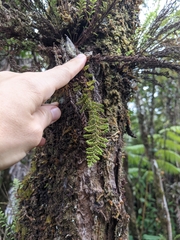 Adenophorus tamariscinus