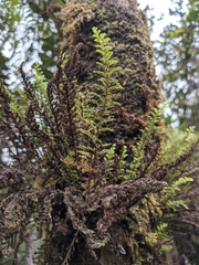 Adenophorus tamariscinus