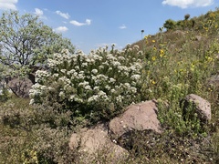Ageratina brevipes