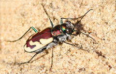 Cicindela lengi