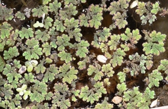 Azolla microphylla