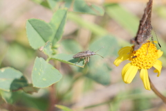 Nysius simulans