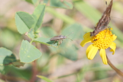 Nysius simulans