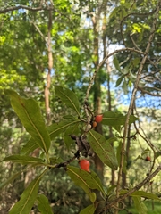 Coprosma rhynchocarpa