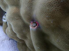 Porites lobata