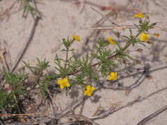 Scoparia montevidensis