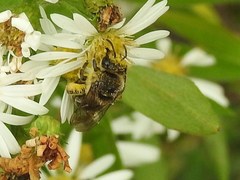 Colletes compactus
