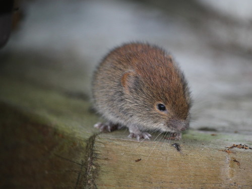 Southern Red-backed Vole
