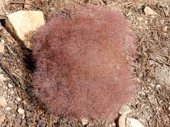 Eriogonum parishii