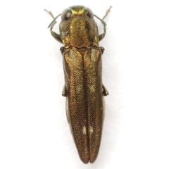 Agrilus egeniformis