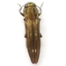 Agrilus egeniformis - Photo (c) Mike Quinn, Austin, TX, some rights reserved (CC BY-NC), uploaded by Mike Quinn, Austin, TX