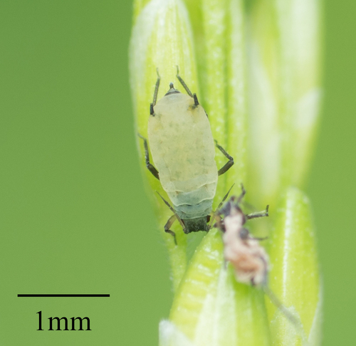 Corn Leaf Aphid photo 3
